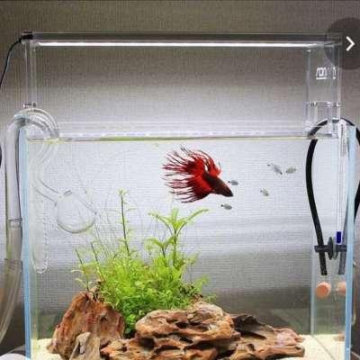 simple Mini betta aquarium Profile Picture