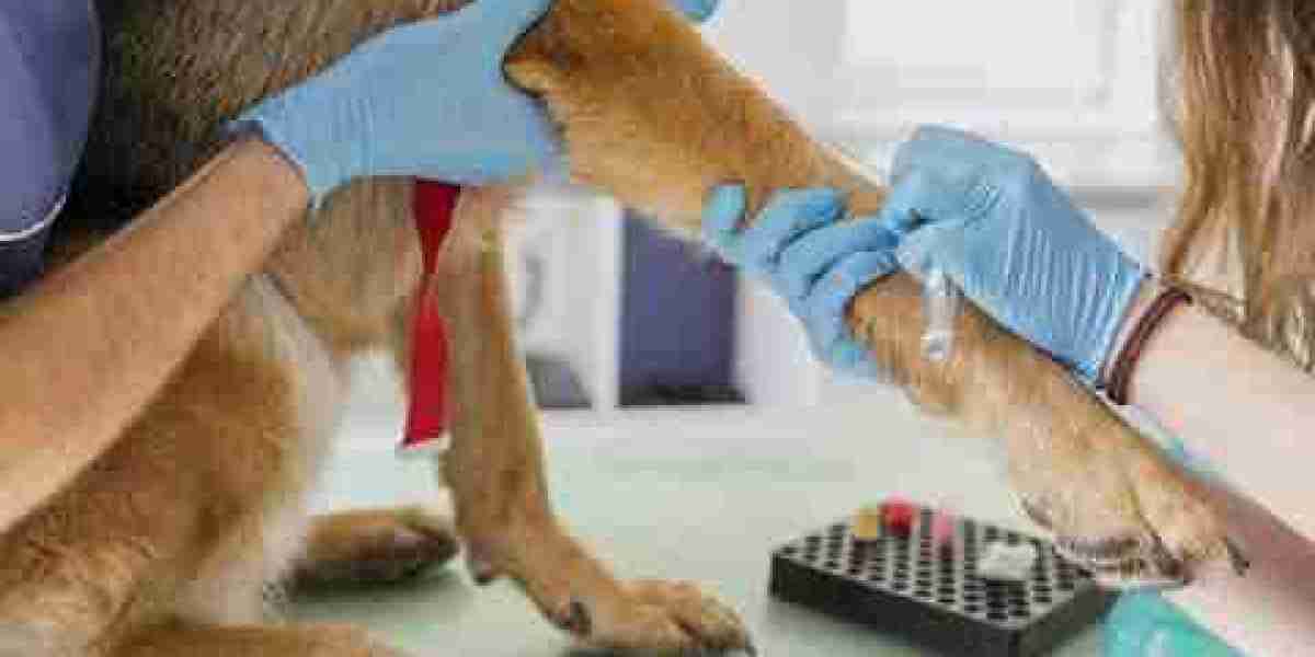 Understanding thyroid testing in the dog and cat Proceedings