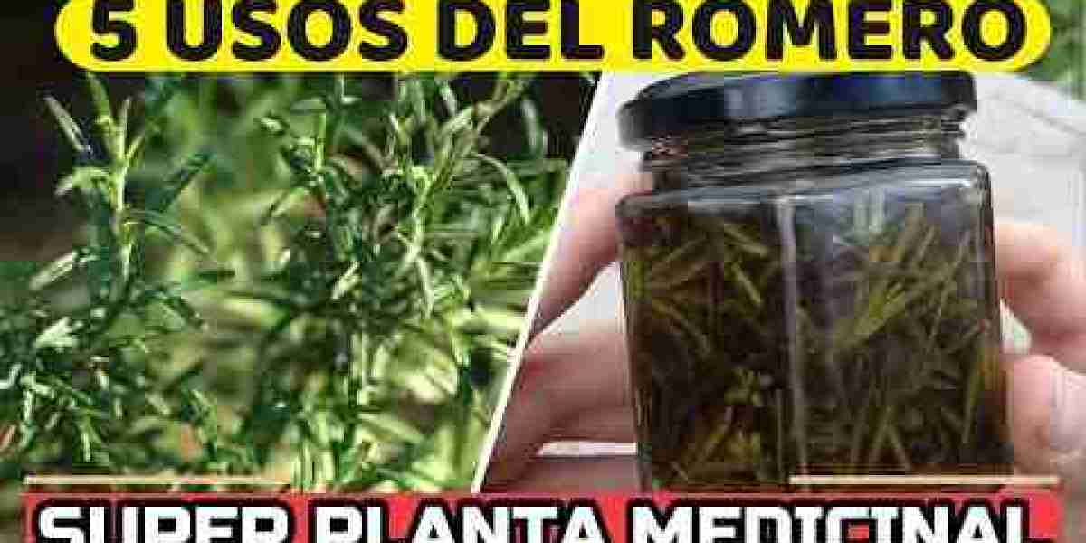 Descubre las Singularidades de las Hojas de Romero: Un Viaje al Corazón de esta Especie Aromática