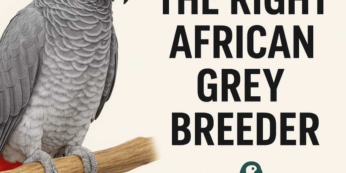 Thinking About a Pet That Talks Back? Here's Why Parrots Make the Perfect Companion