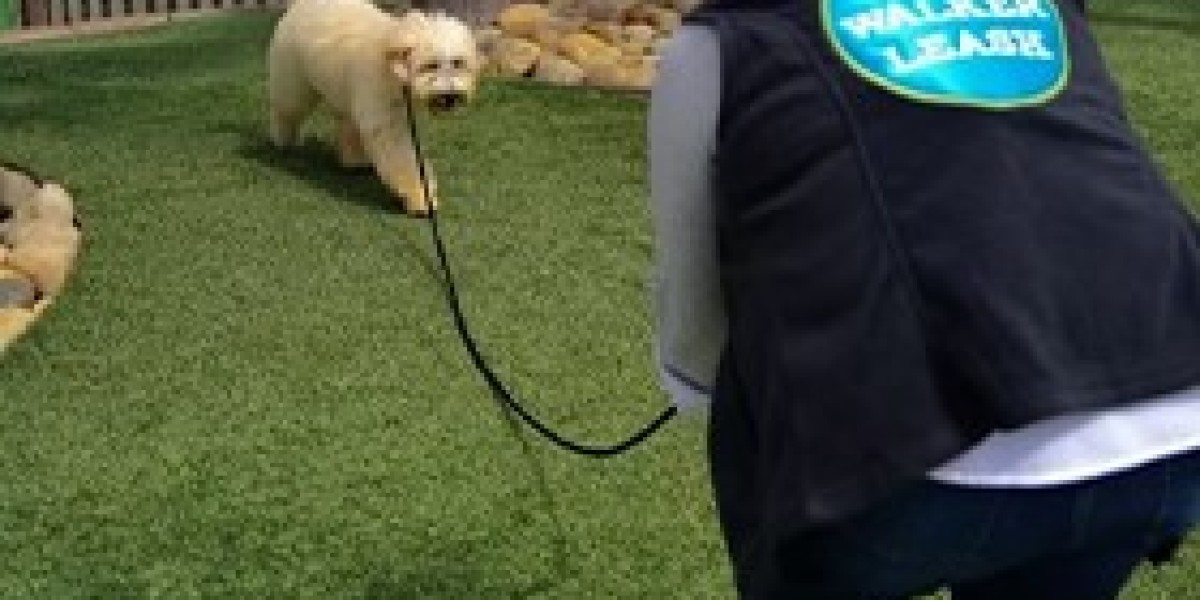 Alys Puppy Bootcamp: Professional Dog Training for a Well-Behaved Dog