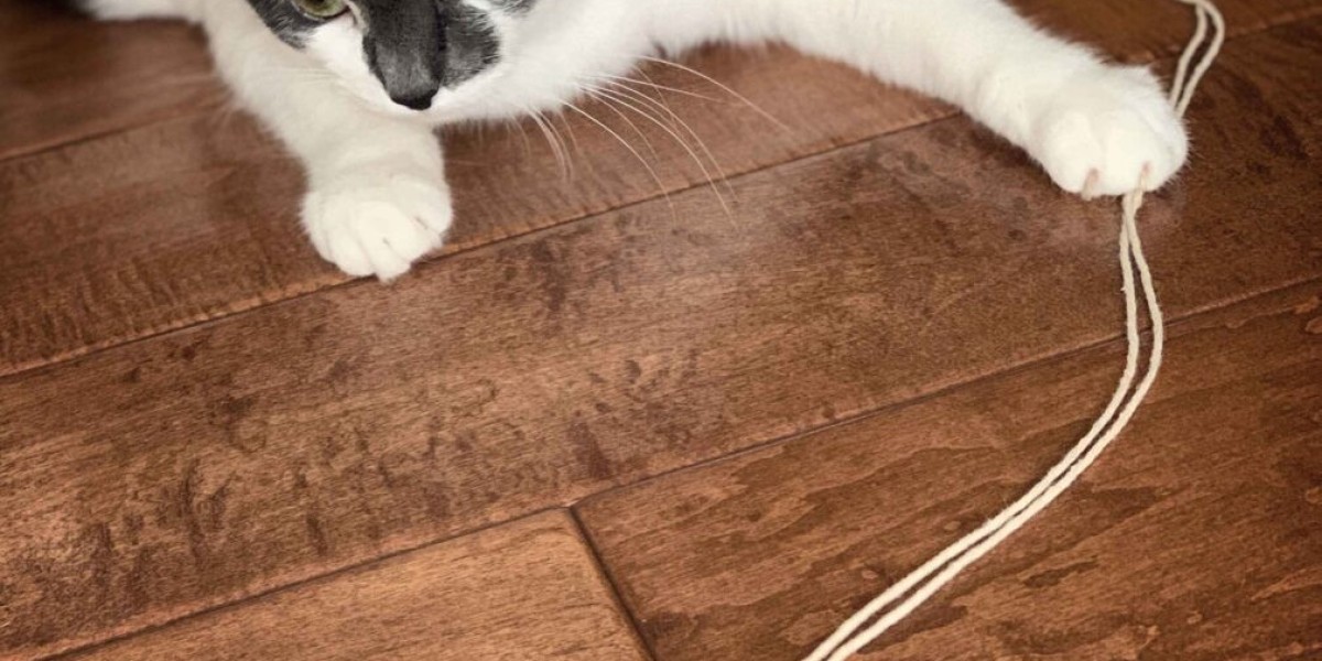 The Importance of Dermatology Pet Care