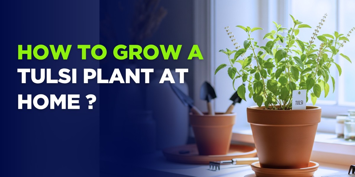 How to Grow a Tulsi Plant at Home Successfully?
