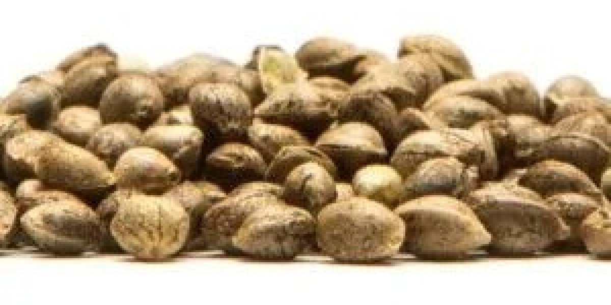 Best Place to Order Cannabis Seeds for Consistent Grow Results