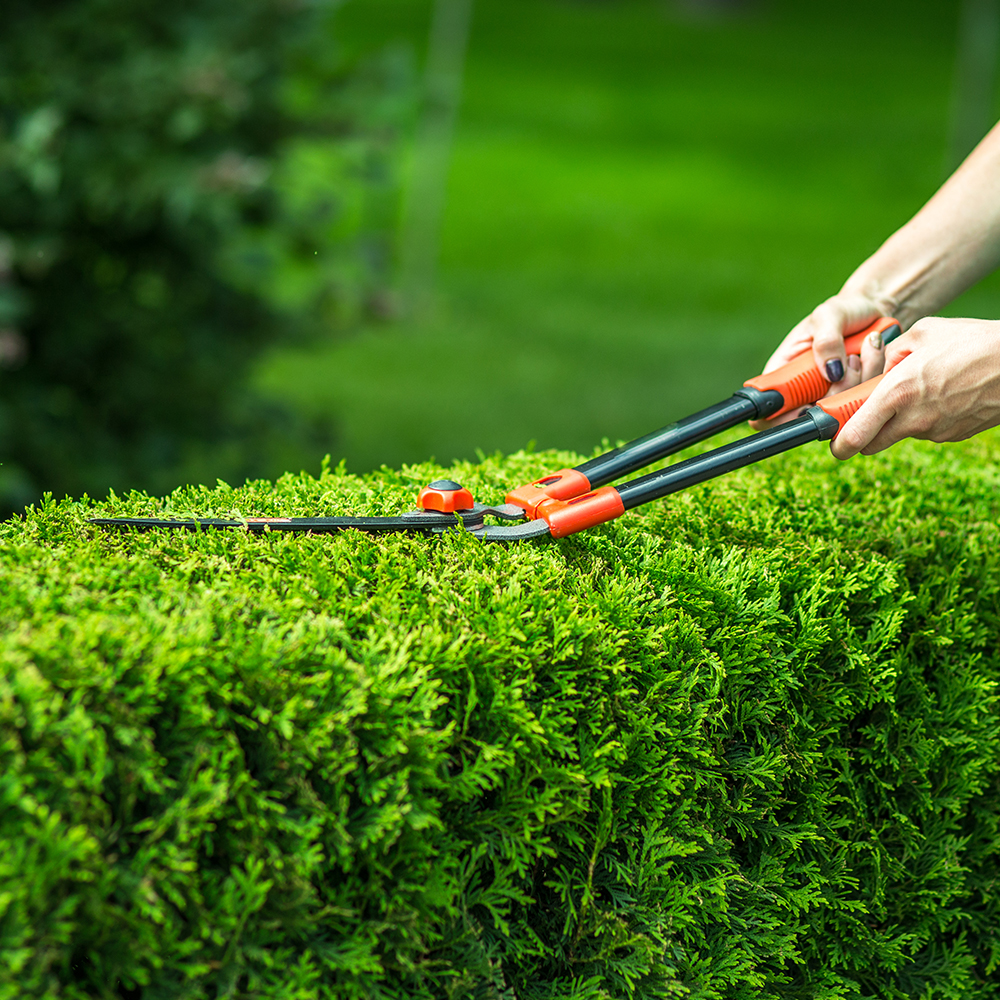 Hedge trimming near me | Hedge trimming service in Bacchus Marsh
