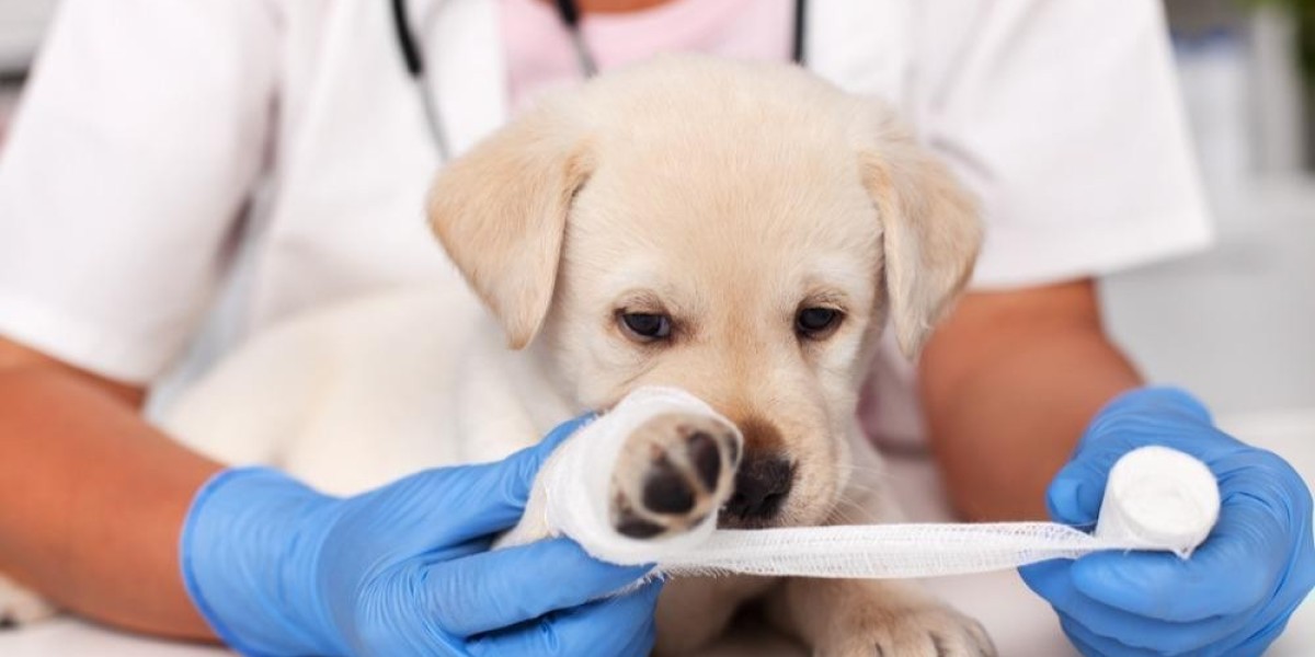 How to Clean and Care for a Dog Skin Injury Safely