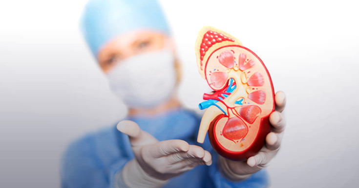 Finding the Right Kidney Specialist: A Guide to Nephrologist In Bangalore – @tasknetworkx on Tumblr