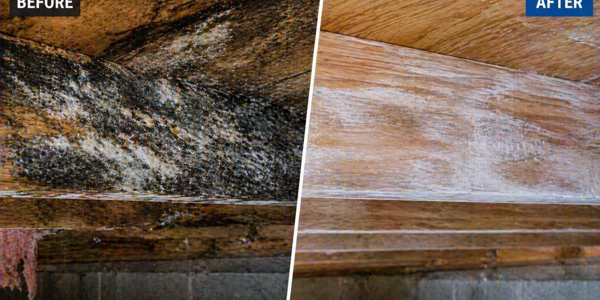 Why Professional Mold Inspection Services in Atlanta Matter More Than Most Homeowners Think